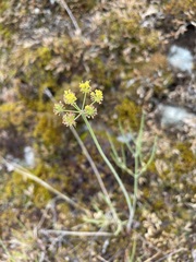 Lomatium simplex