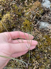 Lomatium simplex