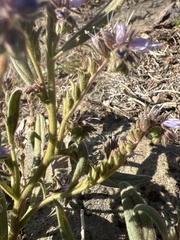 Phacelia quickii