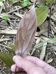 Mucuna