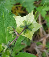 Jaltomata procumbens