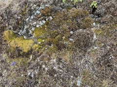 Lomatium simplex
