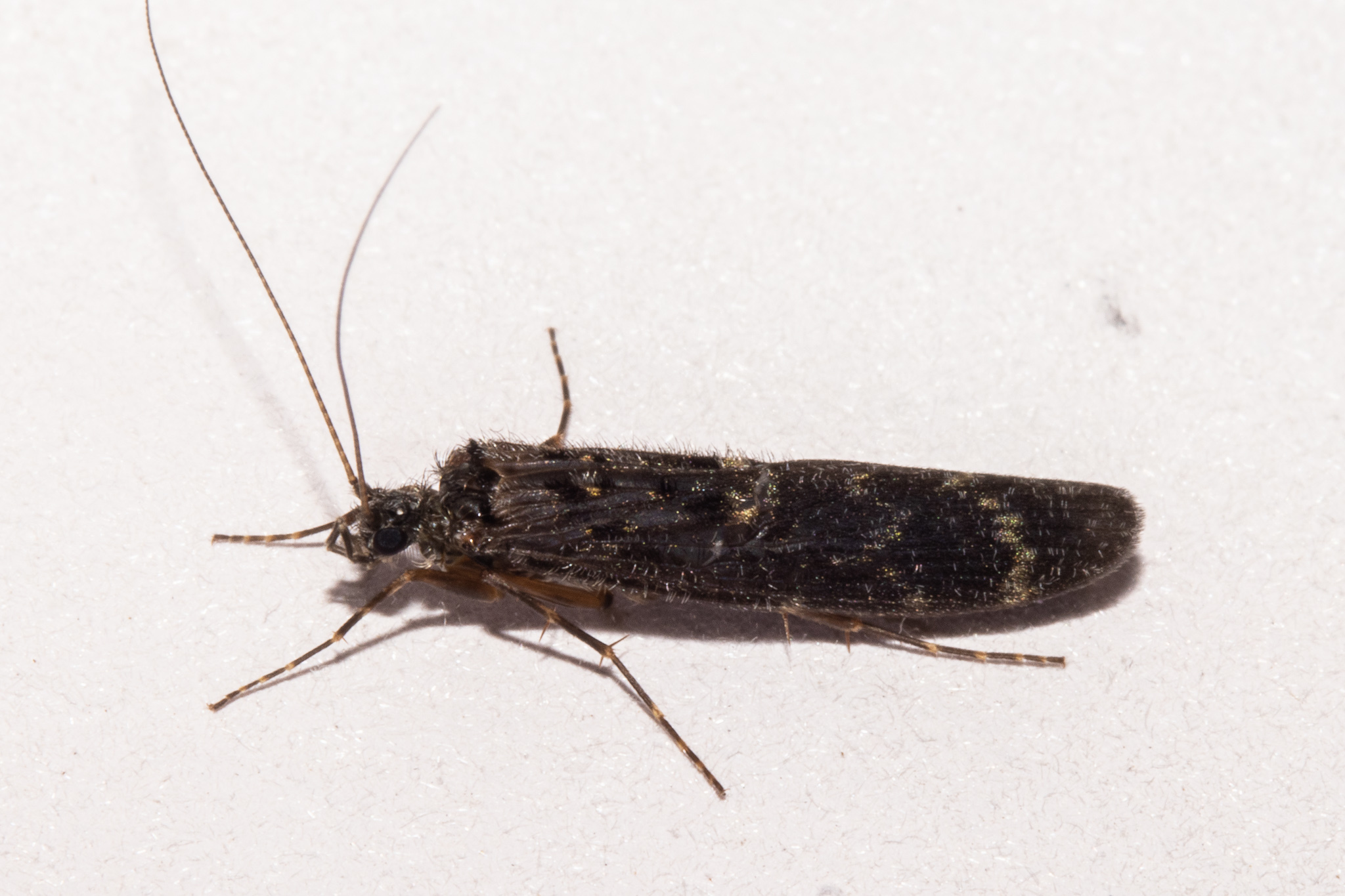Hydrobiosidae