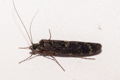 Psilochorema cheirodes