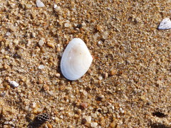 Macomona deltoidalis