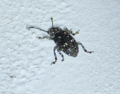 Eucorynus