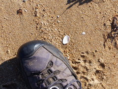 Macomona deltoidalis