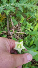 Jaltomata procumbens