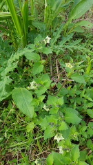 Jaltomata procumbens
