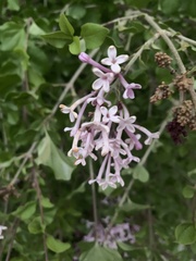 Syringa meyeri