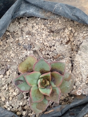 Aeonium haworthii
