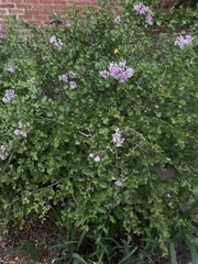 Syringa meyeri