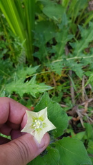 Jaltomata procumbens