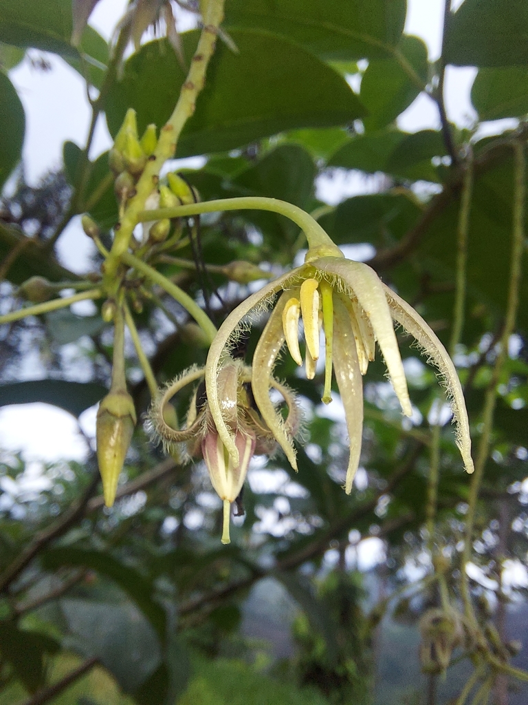 Cyphomandra hartwegii (Hartweg's Tamarillo)