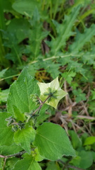 Jaltomata procumbens