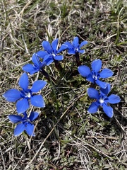 Gentiana verna
