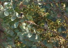 Phylidonyris novaehollandiae novaehollandiae