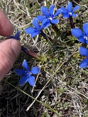 Gentiana verna