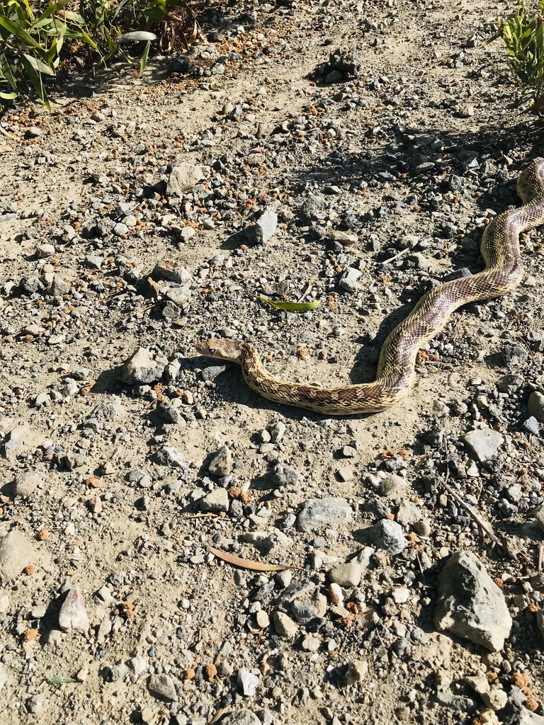 Gopher Snake from Heron Bay, San Leandro, CA, USA on May 23, 2022 at 04