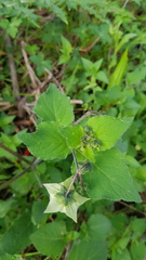Jaltomata procumbens