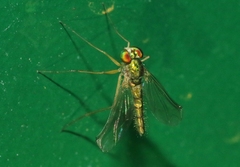 Amblypsilopus psittacinus