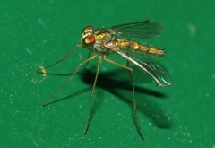 Amblypsilopus psittacinus