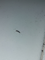 Ctenolepisma longicaudatum