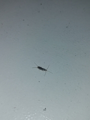 Ctenolepisma longicaudatum