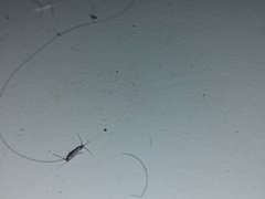 Ctenolepisma longicaudatum