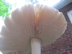 Amanita multisquamosa