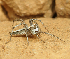 Oxyopes tridens