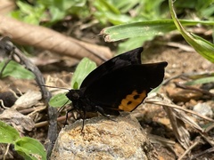 Achlyodini