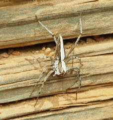 Oxyopes tridens
