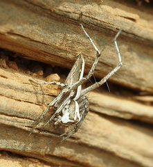 Oxyopes tridens