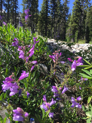 Penstemon cardwellii