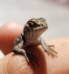Sceloporus magister