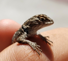 Sceloporus magister