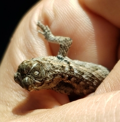 Sceloporus magister
