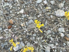 Physaria douglasii