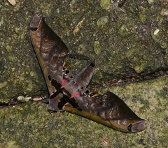 Adhemarius sexoculata