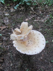 Amanita multisquamosa