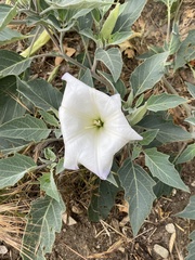 Datura wrightii
