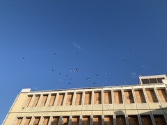 Columba livia domestica