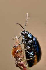 Agelastica alni