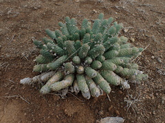 Euphorbia esculenta