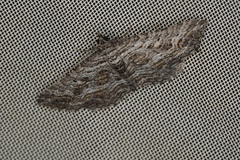 Chrysolarentia plesia