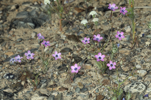 Gilia cana