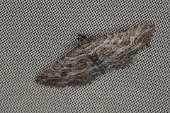 Chrysolarentia plesia