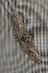 Chrysolarentia plesia