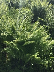 Oreopteris limbosperma